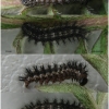 euph aurinia larva4aft volg2